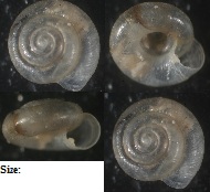 Land shell I.D.